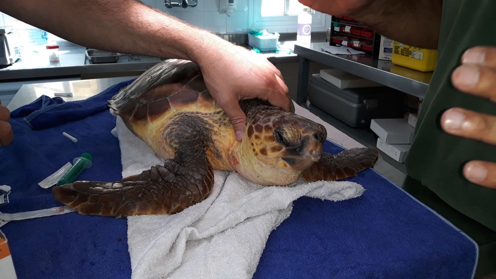 Una tortuga es asistida por el Cabildo de Gran Canaria en una cámara hiperbárica