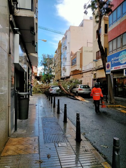 Cae un árbol en la calle La Naval, en Las Palmas de Gran Canaria