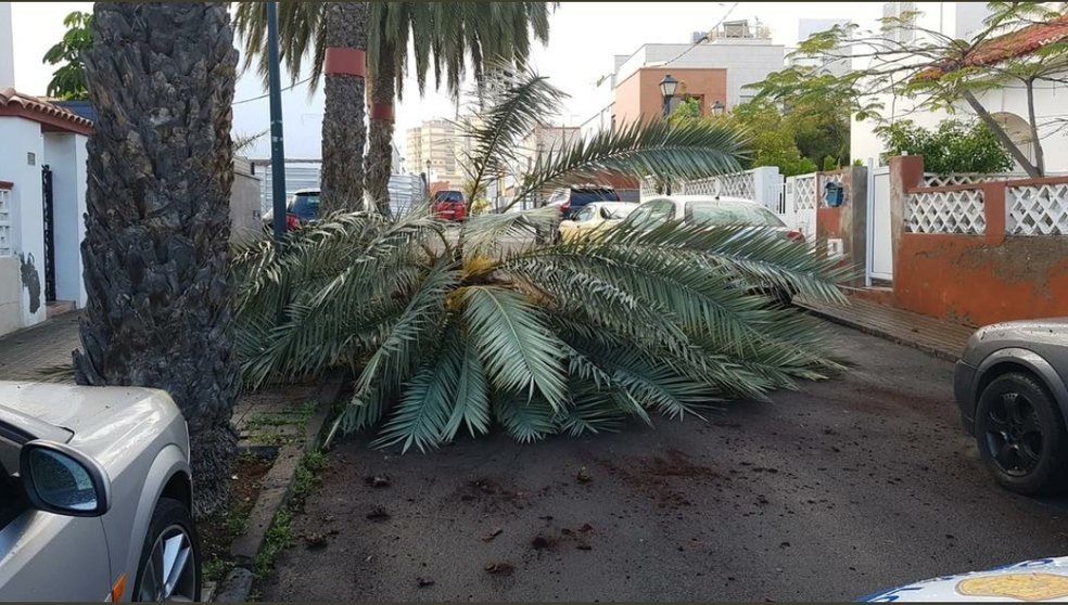 Cae una palmera en la calle Francisco de Torquemada, en la capital
