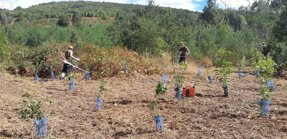El Cabildo plantará 8.000 árboles en las ocho mayores fincas de las medianías del norte