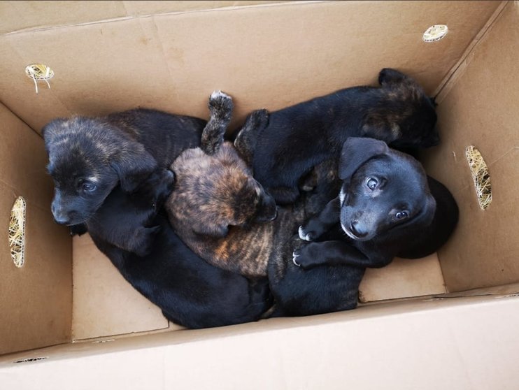 Rescatados nueve cachorros abandonados en una caja al margen de una carretera
