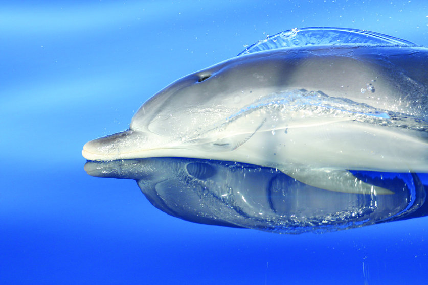 Delfin moteado