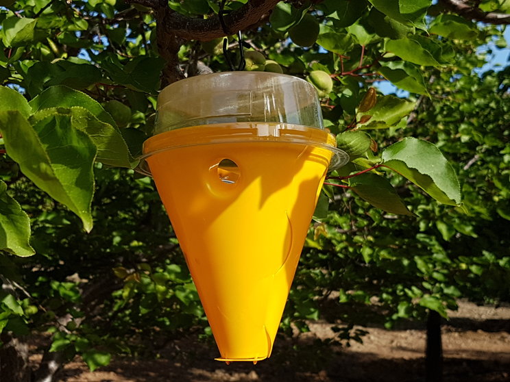 El Cabildo entregará 18.000 trampas para proteger a los árboles de la mosca de la fruta