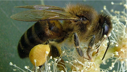 Se buscan padrinos para abejas canarias