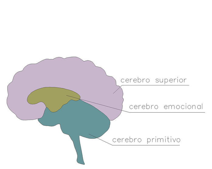 Los tres cerebros