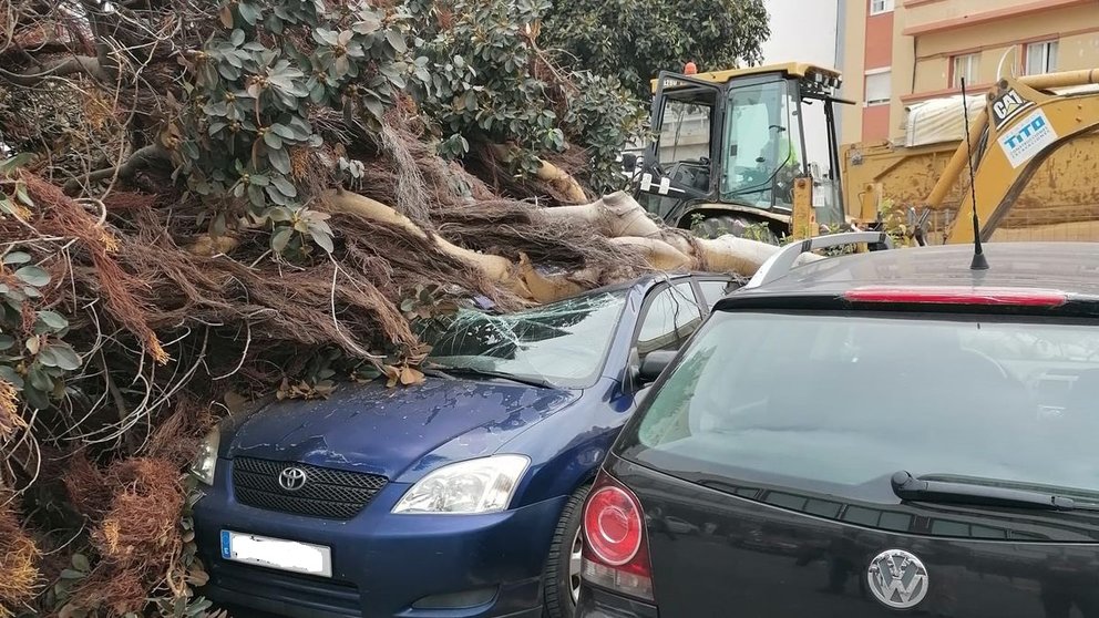 Las obras de la Metroguagua tumban un árbol que cae sobre tres vehículos