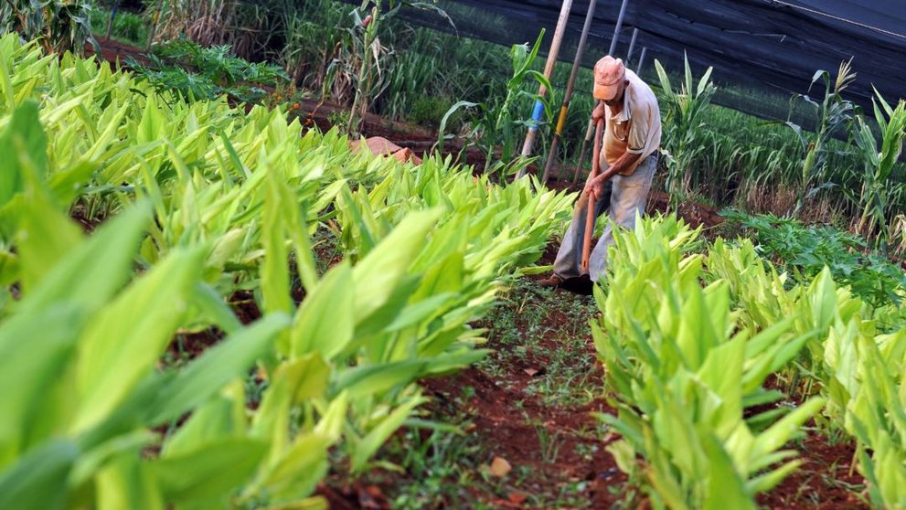 La capital crea un banco de tierras agrícolas para potenciar el sector primario