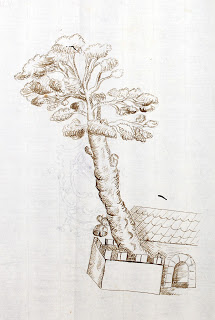 Dibujo del Pino atribuido a Tomás Marín de Cubas 1682