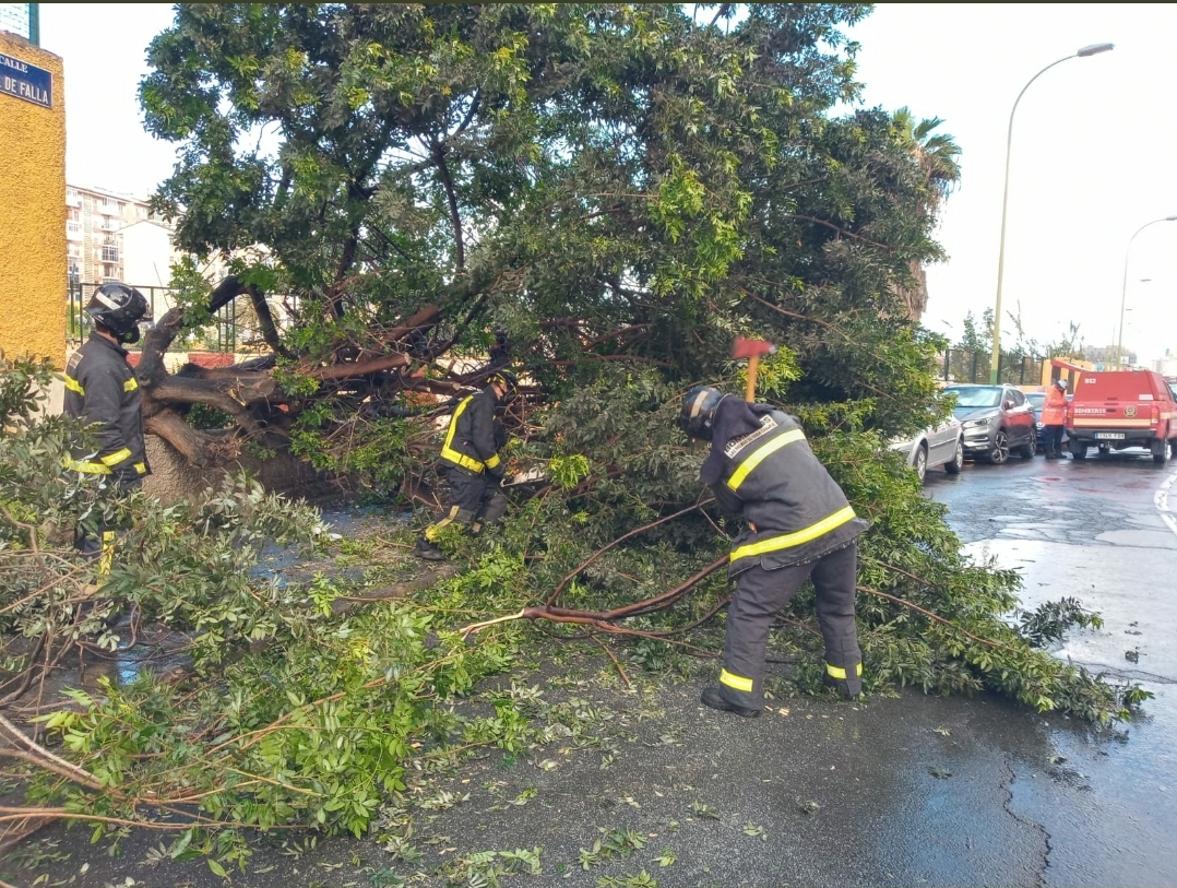 Caída de un árbol en La Paterna