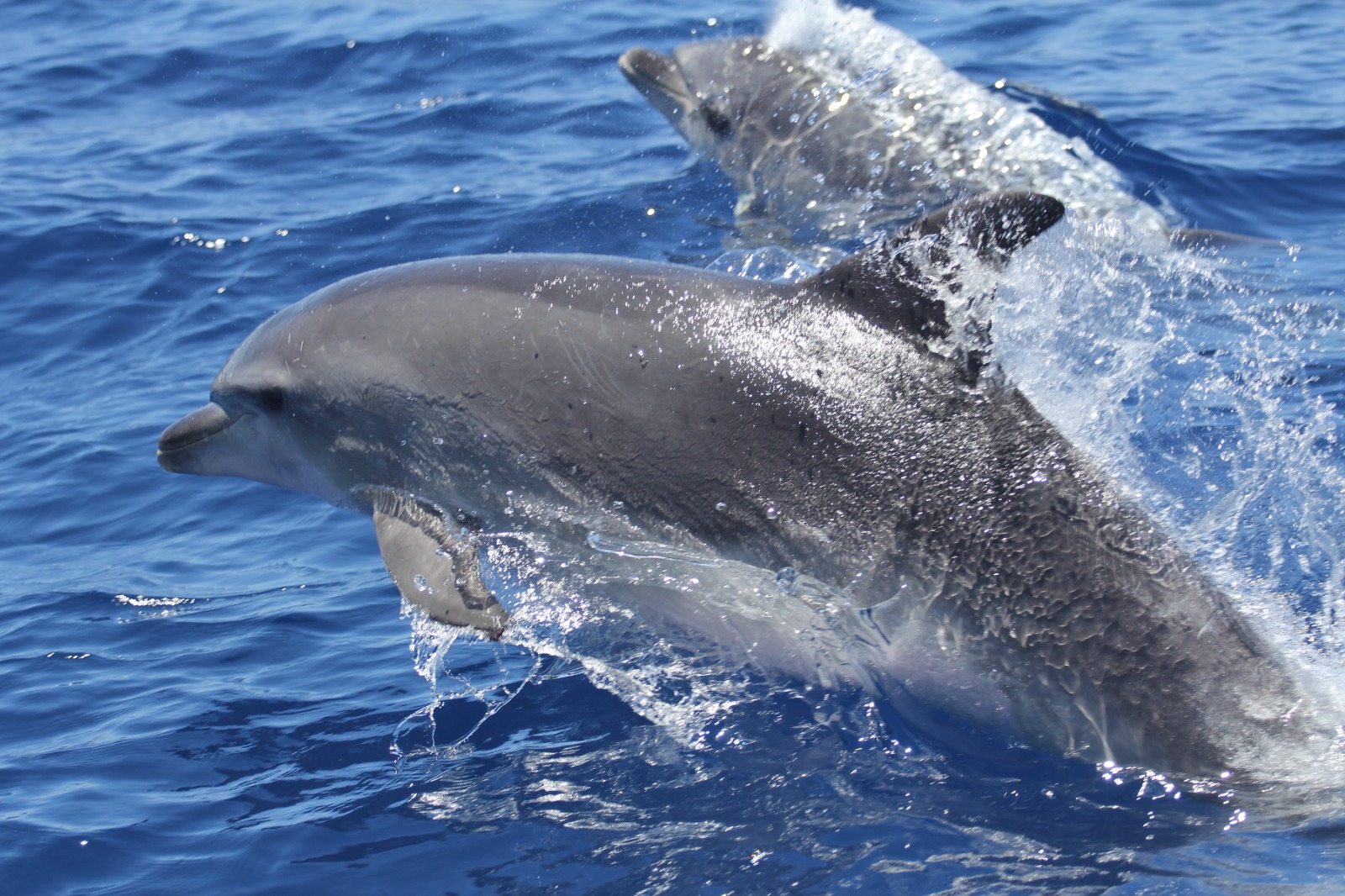 Foto: Los delfines mulares frecuentan el canal entre La Gomera y Tenerife
©️ Chloe Yzoard (Universidad de La Laguna).
